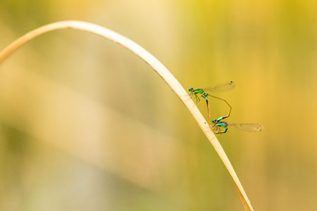 蜻蜓-豆娘-交配-生物-昆虫 图片素材