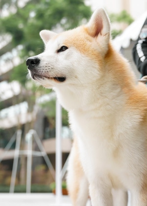 宠物-秋田犬-萌宠-狗-犬 图片素材