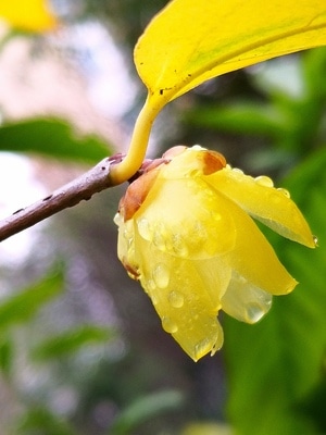 雨中腊梅-静物拍摄-花-花卉-花朵 图片素材