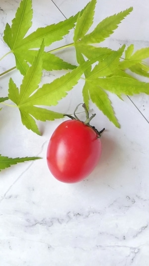 静物拍摄-小番茄-美好的时光-我要上封面-叶子 图片素材