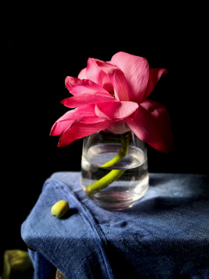 静物拍摄-荷花-莲子-花-花朵 图片素材