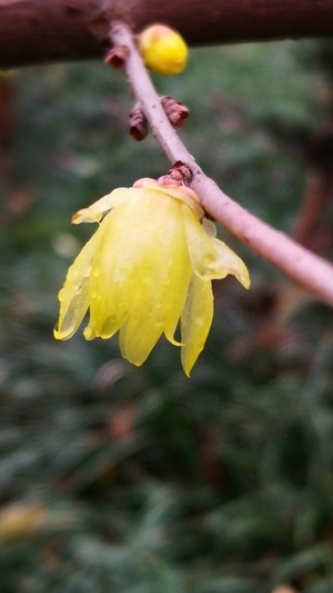 静物拍摄-雨中腊梅-花-花卉-花朵 图片素材