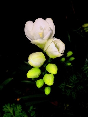 发现美-春天-浪漫-美好-花朵 图片素材