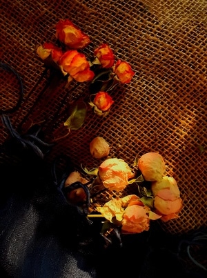 岁月静好-花-干花-花卉-花朵 图片素材