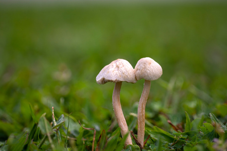 户外-植物-唯美-自然-雨季 图片素材