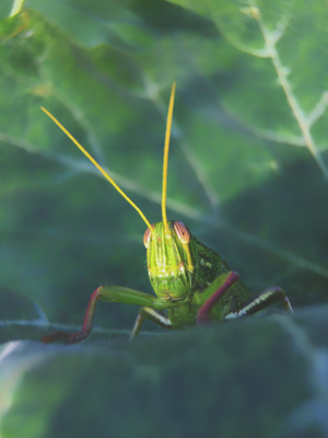 微距-奇妙的昆虫-自然-昆虫-蚂蚱 图片素材