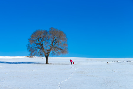 简约之美-日出-树-冰雪-蔚蓝天空 图片素材