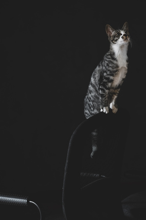 猫-宠物-猫的日常-精灵-猫 图片素材