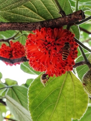 绿植-蜜蜂-蜜蜂-昆虫-节肢动物 图片素材