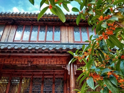 手机摄影-八月桂花香-仿古建筑-秋意浓-古建筑 图片素材