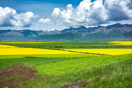 海北藏族自治州-高铁-青海-花海-油菜 图片素材