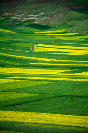 海北藏族自治州-高铁-青海-花海-油菜 图片素材