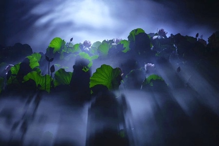 佛山-荷花-夜景-光影-荷叶 图片素材