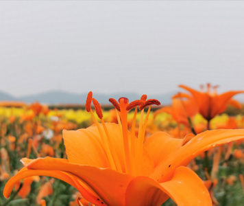 合肥市-花-手机-花-花朵 图片素材