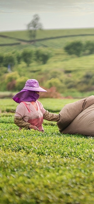 采茶-茶园-贵阳-茶农-女人 图片素材
