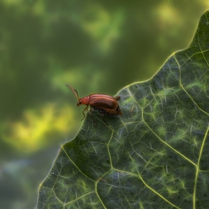 你好2020-微观世界-微距-生态-奇妙的昆虫 图片素材