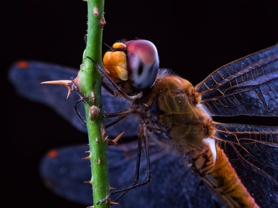 有趣的瞬间-宅家-微距-生态-奇妙的昆虫 图片素材