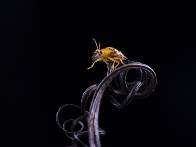 色彩-极简-奇妙的昆虫-微观世界-微距 图片素材