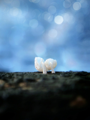 手机微距-自然-真菌-蘑菇-白蘑菇 图片素材