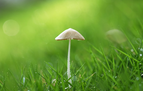 植物-颜色-摄影-夏天-简约之美 图片素材