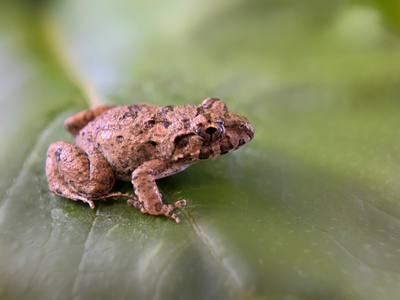 十月你好-昆虫世界-微距-蛙-动物 图片素材