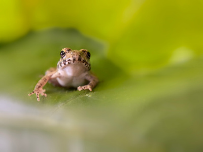 昆虫世界-手机微距-蛙-动物-两栖动物 图片素材