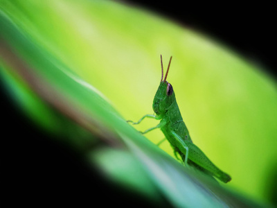 九月你好-微距-蝗虫-昆虫-节肢动物 图片素材