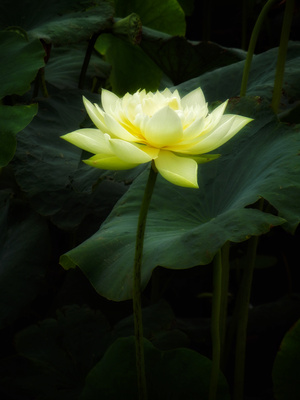 原创-尼康-花-花卉-荷花 图片素材