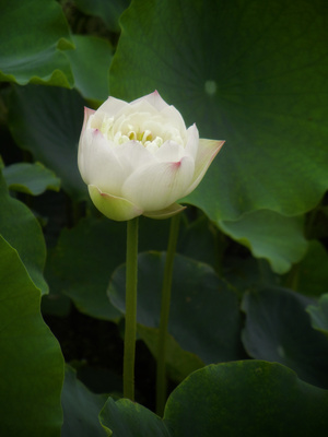 原创-尼康-花-花卉-荷花 图片素材