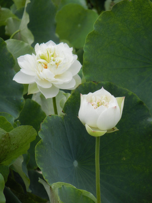 原创-尼康-花-花卉-荷花 图片素材