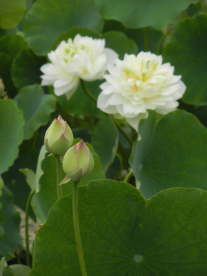 原创-尼康-花-花卉-荷花 图片素材