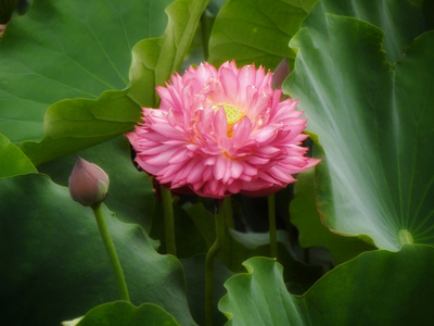 原创-尼康-花-花卉-荷花 图片素材