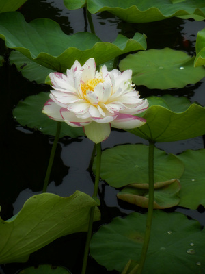 原创-尼康-花-花卉-荷花 图片素材