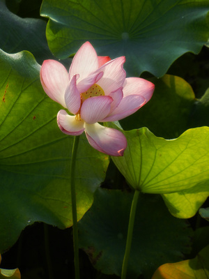 原创-尼康-花-花卉-荷花 图片素材