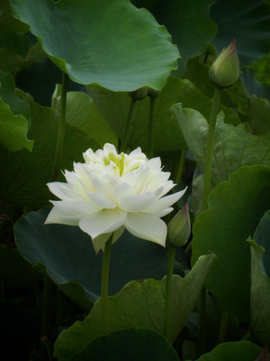 看你的城市-原创-尼康-花-花卉 图片素材