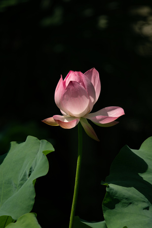 风景-花🌸-花-花朵-花卉 图片素材