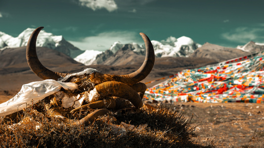 故乡的原风景-西藏-旅行-风光-牛角 图片素材