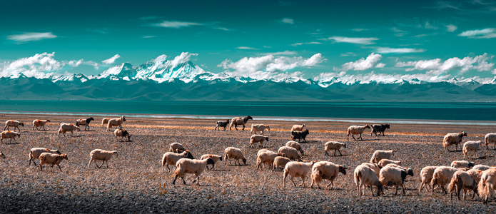 故乡的原风景-西藏-旅行-风光-羊 图片素材