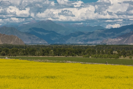西藏-拉萨-油菜花-夏季-旅行 图片素材