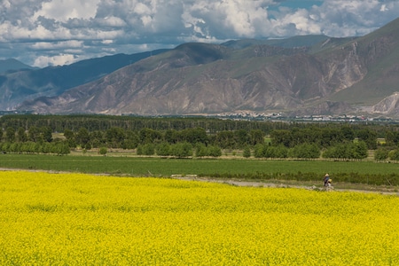 西藏-拉萨-油菜花-夏季-旅行 图片素材