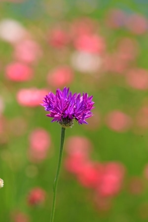 纪实-花卉-菊-植物-花朵 图片素材