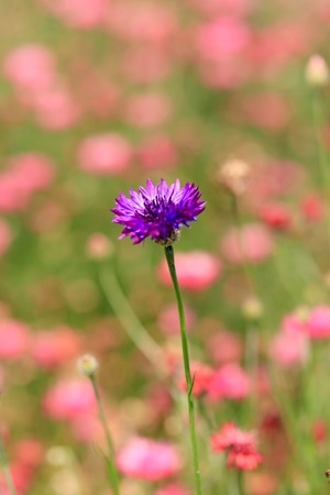 纪实-花卉-菊-植物-花朵 图片素材