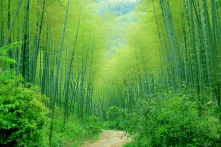 竹林-杭州-旅拍-纪实-夏季 图片素材