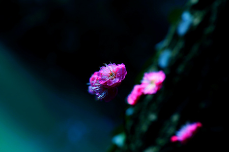 纪实-生活-江南-花卉-红梅 图片素材