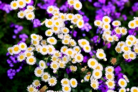 艺术底纹-江南-纪实-花卉-生活 图片素材