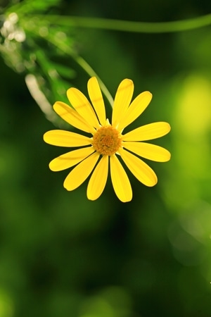 植物-夏季-纪实-黄金菊-清明 图片素材