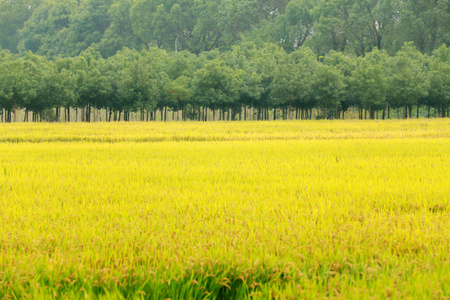 生活-纪实-江南-风景-植物 图片素材