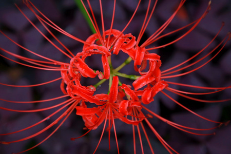 江南-生活-纪实-农村-花卉 图片素材