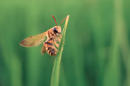 昆虫-微距-大自然-手机摄影-昆虫 图片素材