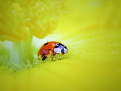 昆虫-微距-生态昆虫-小而美-微观世界 图片素材
